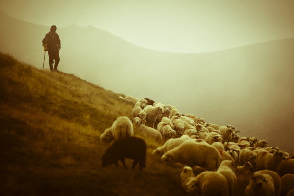 Pastor y sus ovejas